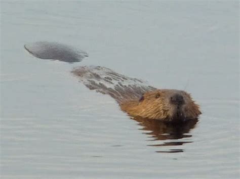 Beaver tail slap (0001734), Acoustic Atlas Recording - Montana State University (MSU) Library