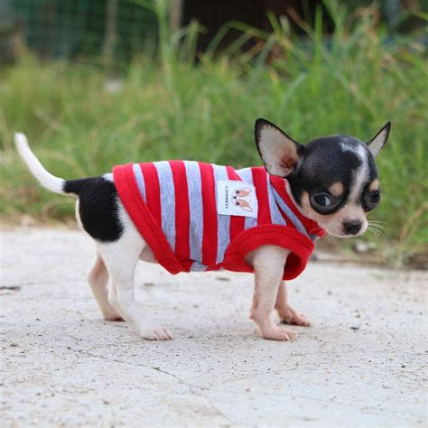 Chihuahua Dog Clothes – 5 Most Fashionable And Useful Choices For Your ...