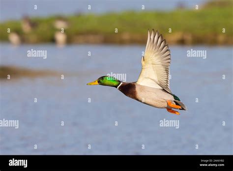 Duck flying over water hi-res stock photography and images - Alamy