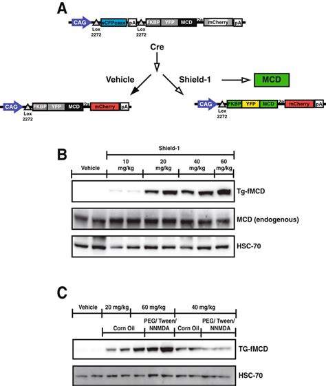 Tissue specific chemically inducible Malonyl-CoA Decarboxylase. (A ...