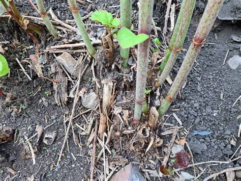 🏡 Japanese Knotweed Removal DIY done right