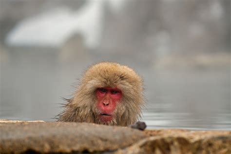 Japanese Snow Monkeys - Japan Tours Experts - RediscoverTours