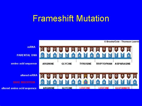 Frameshift Mutation Animation