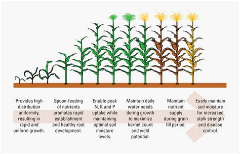 Clip Art Corn Growth Stages Hd Png Download Transparent Png Image | sexiezpix Web Porn