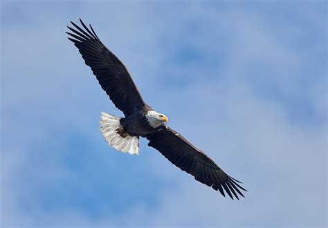 Mike's Photographs : Conowingo Dam and Bald Eagles