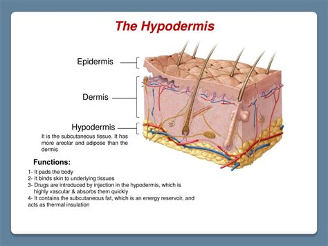 PPT - Lecture # 12: The Integumentary System PowerPoint Presentation, free download - ID:2269767