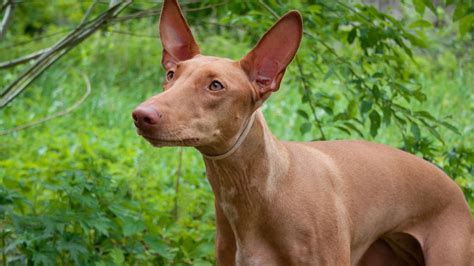 Pharaoh Hound : History, Temperament, Care, Training, Feeding & Pictures