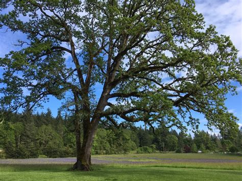 Do You Have Oregon White Oak Trees on Your Property? - Clackamas SWCD