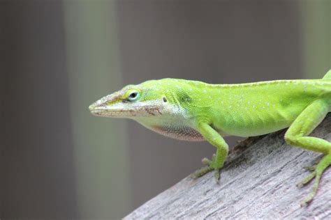 Green Anole Wallpaper 1920x1280 82111 - Baltana