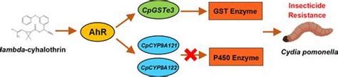 Transcription Factor AhR Regulates Glutathione S-Transferases Conferring Resistance to lambda ...