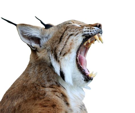 Lynx, Bobcat Isolated Free Stock Photo - Public Domain Pictures