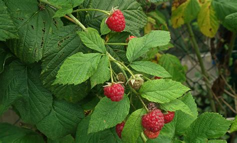 Medicinal Use of Raspberry - Rubus Idaeus (Rosaceae) | Herbs and Remedies