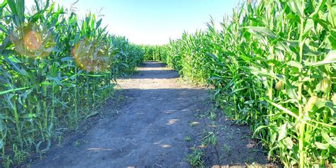 Can you make it through the Google Street View corn maze?