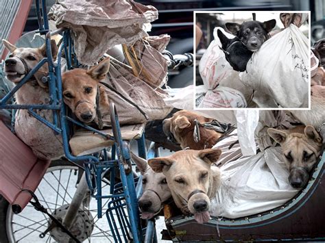 Dogs Dismembered and Sold for Meat at Indonesia Wet Markets, Despite ...