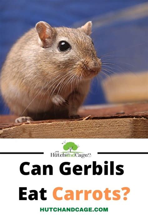 Can Gerbils Eat Carrots? | Gerbil, Small pets, Pet care