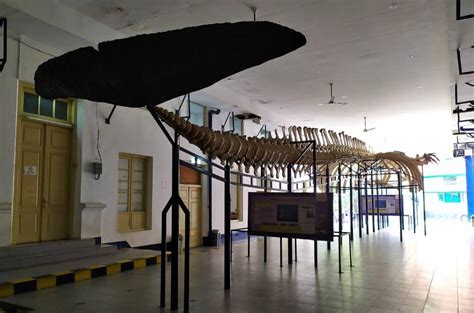 √ Museum Zoologi Bogor: Sejarah, Koleksi, Harga Tiket 2024