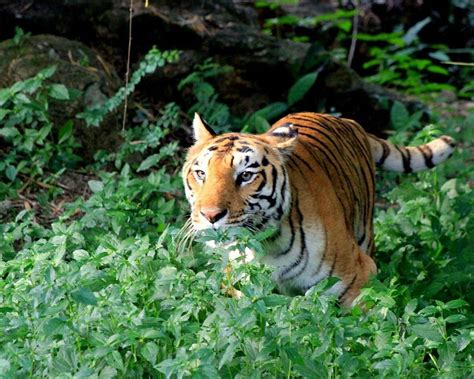 Bannerghatta National Park (Bengaluru) - All You Need to Know BEFORE You Go