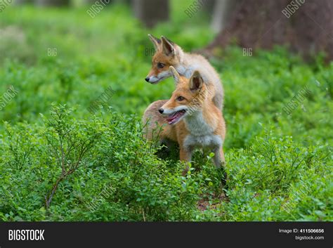 Red Fox. Species Has Image & Photo (Free Trial) | Bigstock