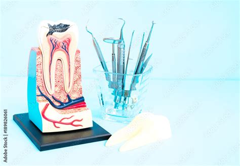 tooth anatomy on blue background. Stock Photo | Adobe Stock