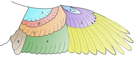 Simple Anatomical Guide to Feathers of the Wing