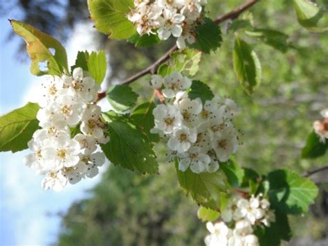 Black Hawthorns, Crataegus douglasii & C. suksdorfii | Native Plants PNW