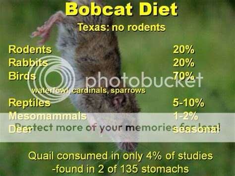 Why do you shoot bobcats? | TexAgs