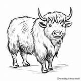 Yak Coloring Pages  Free & Printable sketch template