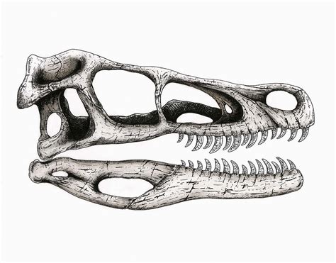 Velociraptor Skull Drawing by Mark Flinn | Pixels