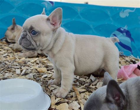 French bulldog puppies for sale near me