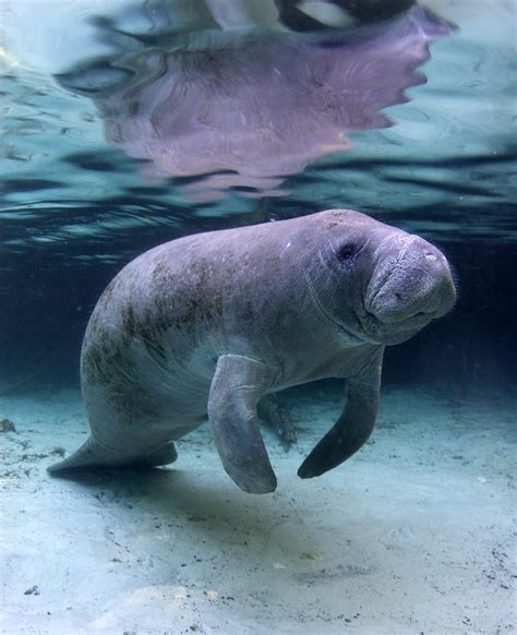 Florida manatee population likely to withstand for 100 years • Mares ...