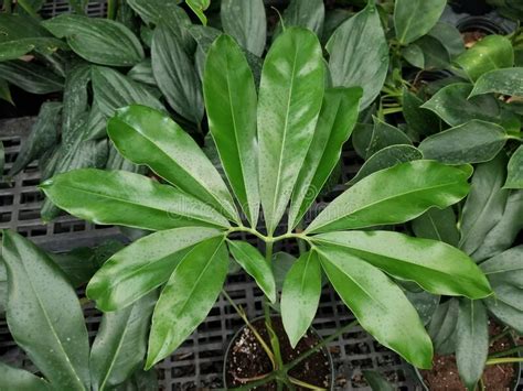 Shiny Star-shaped Green Leaf of Philodendron Goeldii, a Tropical Houseplant Stock Photo - Image ...