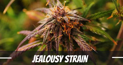 Jealousy Strain Information & Review Updated – Bud Billions – Your ...