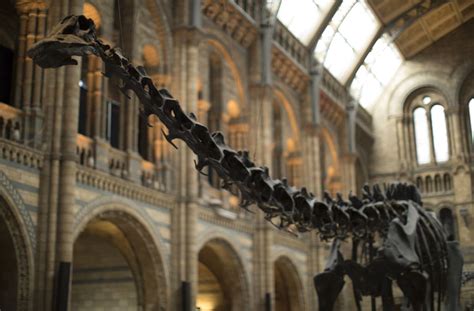 London museum bids farewell to Dippy the dinosaur - AOL News