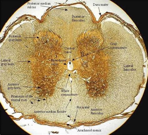 Excellent Websites for Studying for the Practical | Anatomy, Human ...