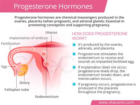 Normal Progesterone Levels | SheCares.com