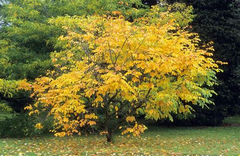 Growing Yellowwood, or Cladrastis kentukea