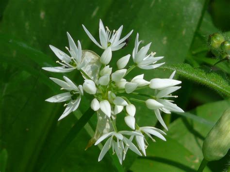 Free Images : blossom, white, flower, bloom, green, herb, produce, botany, flora, wildflower ...