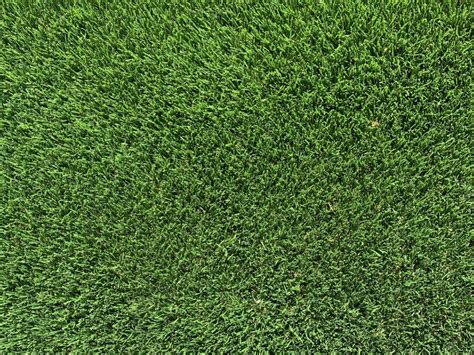 Close up of short green grass | Free Textures