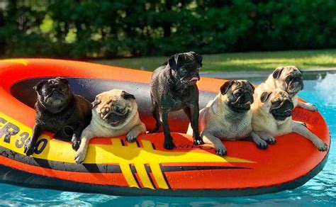 Can pugs swim? All about pugs and swimming - Boogie the Pug