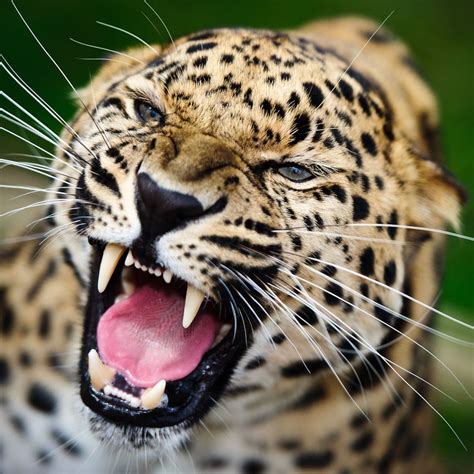 List 97+ Pictures Pictures Of Amur Leopards Completed