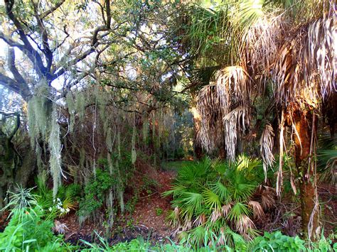 Florida Woods Photograph by Lou Ann Bagnall