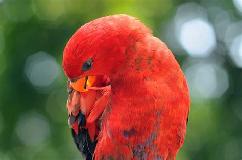 Premium Photo | Parrot macaw parrots bird