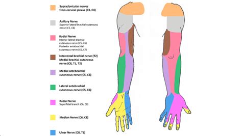 Upper Extremity Nerve Innervation Chart