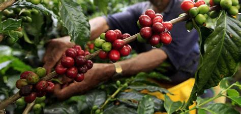 Coffee Farmers Threatened by Climate Change- BORGEN