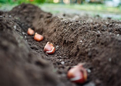 Planting Flower Bulbs: A Step-by-Step Guide for a Colorful Garden – Bucktown Seed Company