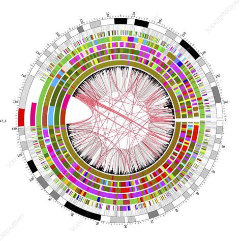 Circular genome map - Stock Image - G210/1089 - Science Photo Library