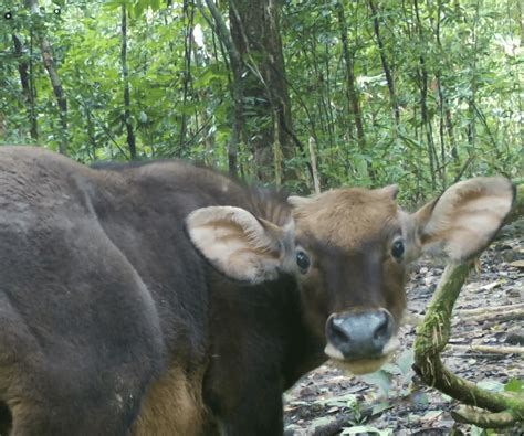 Gaur Calf Staring At Our Camera Trap In Khao Sok Jungle - Elephant Hills, Thailand