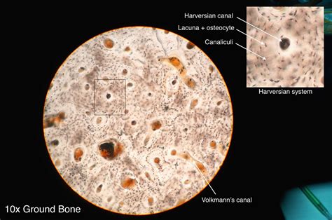 The Skeletal System and Bones - essentials of anatomy and physiology