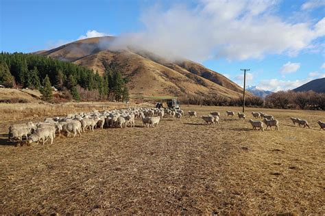 sheep farm in New Zealand Photograph by Pla Gallery