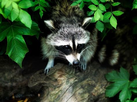 Do raccoons eat fish? Do they like it? – Critter clean out